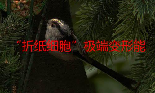 “折纸细胞”极端变形能力揭秘，能激发柔性材料工程及机器人设计潜力