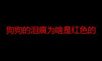 狗狗的泪痕为啥是红色的 狗狗去泪痕的清洗液怎么用