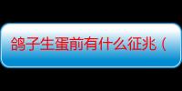 鸽子生蛋前有什么征兆（如何识别鸽子生蛋前的征兆）