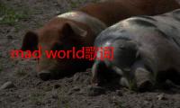 mad world歌词snh48（Mad world歌词）