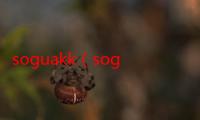 soguakk（soguakk）